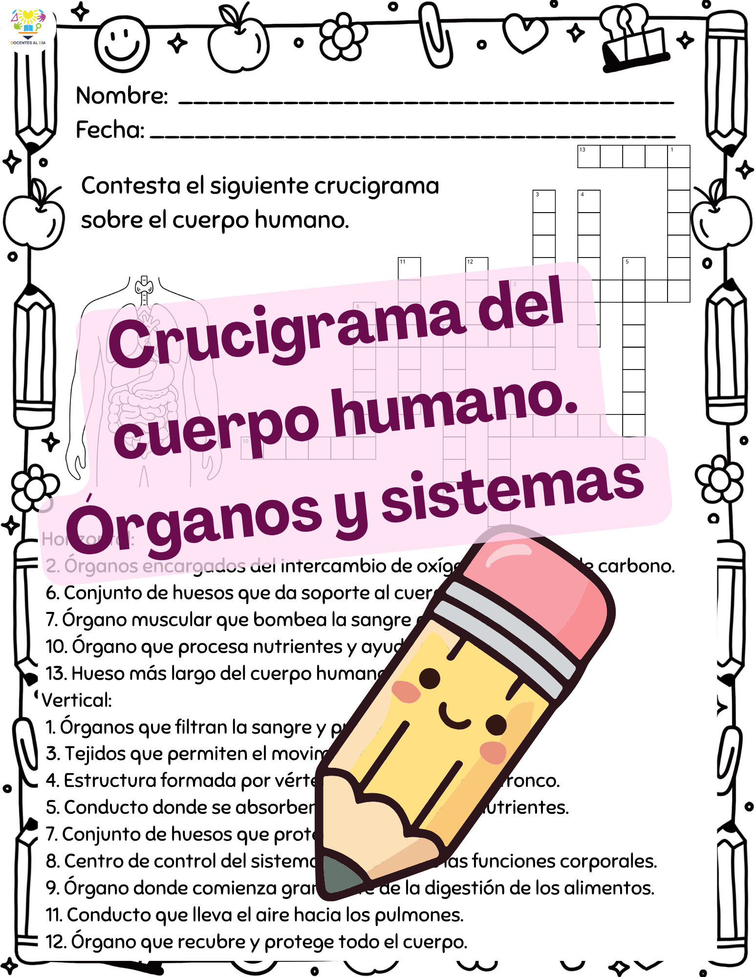 Crucigrama del cuerpo humano para imprimir. Órganos y sistemas